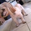 Choddy photo 2