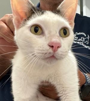 Frosty, Adult Male Domestic Short Hair