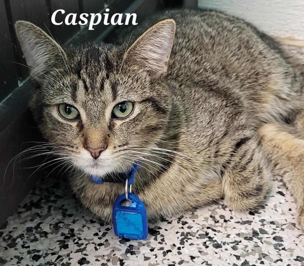 Caspian