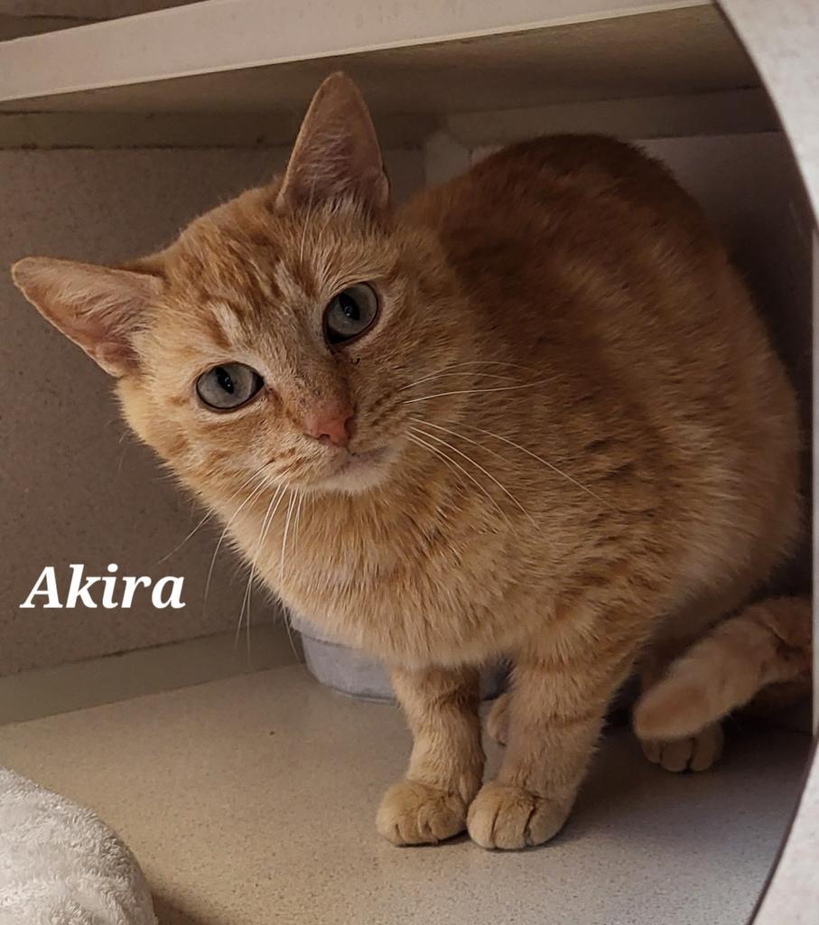 Akira