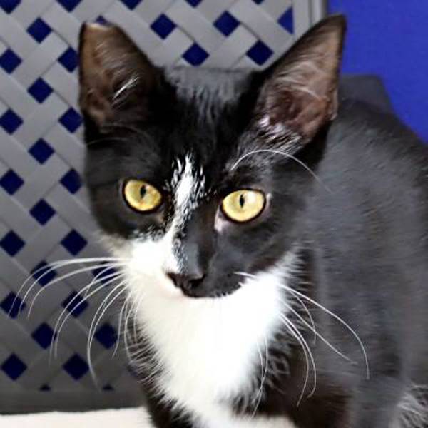 Mojo, an adoptable Domestic Short Hair in Midland, TX, 79706 | Photo Image 1