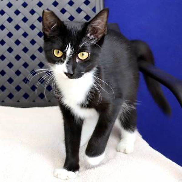 Mojo, an adoptable Domestic Short Hair in Midland, TX, 79706 | Photo Image 4