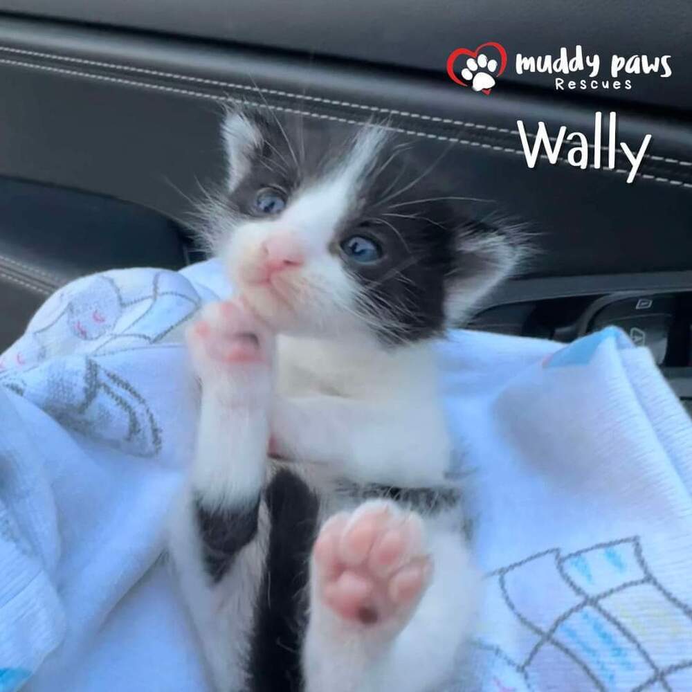 Wally (WalMart Parking Lot Kitty) - Adoption Pending