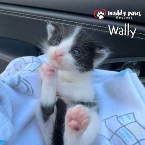 Wally (WalMart Parking Lot Kitty)