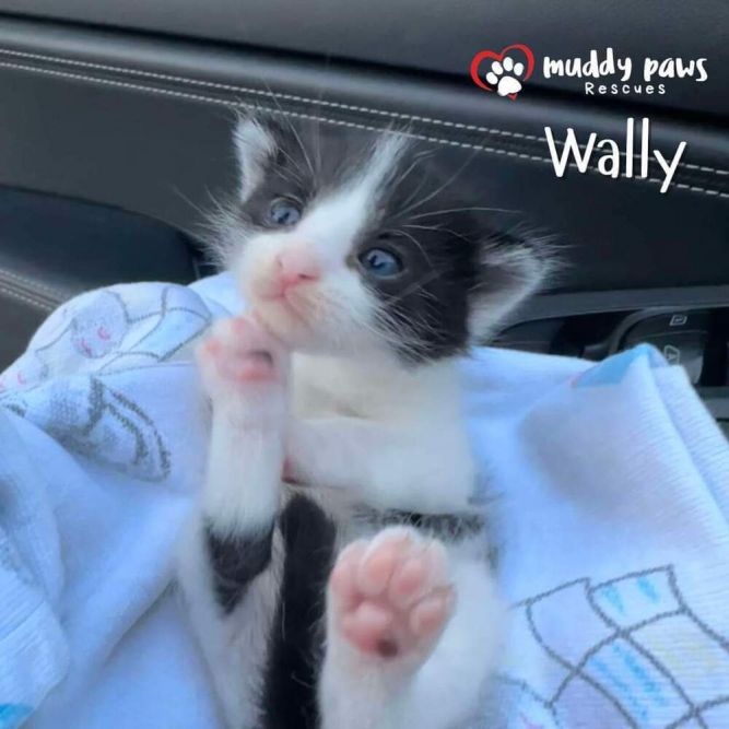 Wally (WalMart Parking Lot Kitty)