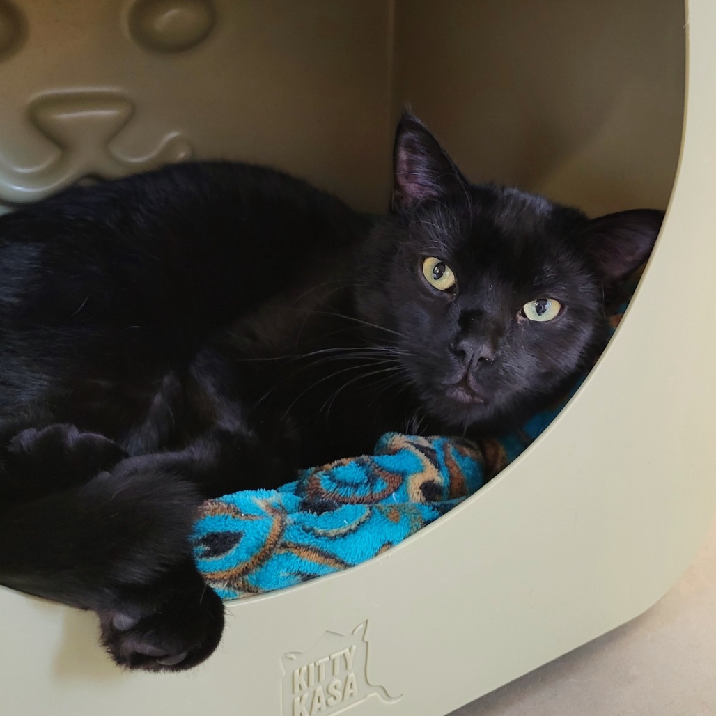Rune, an adoptable Domestic Short Hair in Cody, WY, 82414 | Photo Image 1