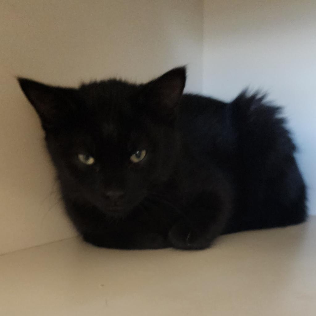 Rune, an adoptable Domestic Short Hair in Cody, WY, 82414 | Photo Image 2