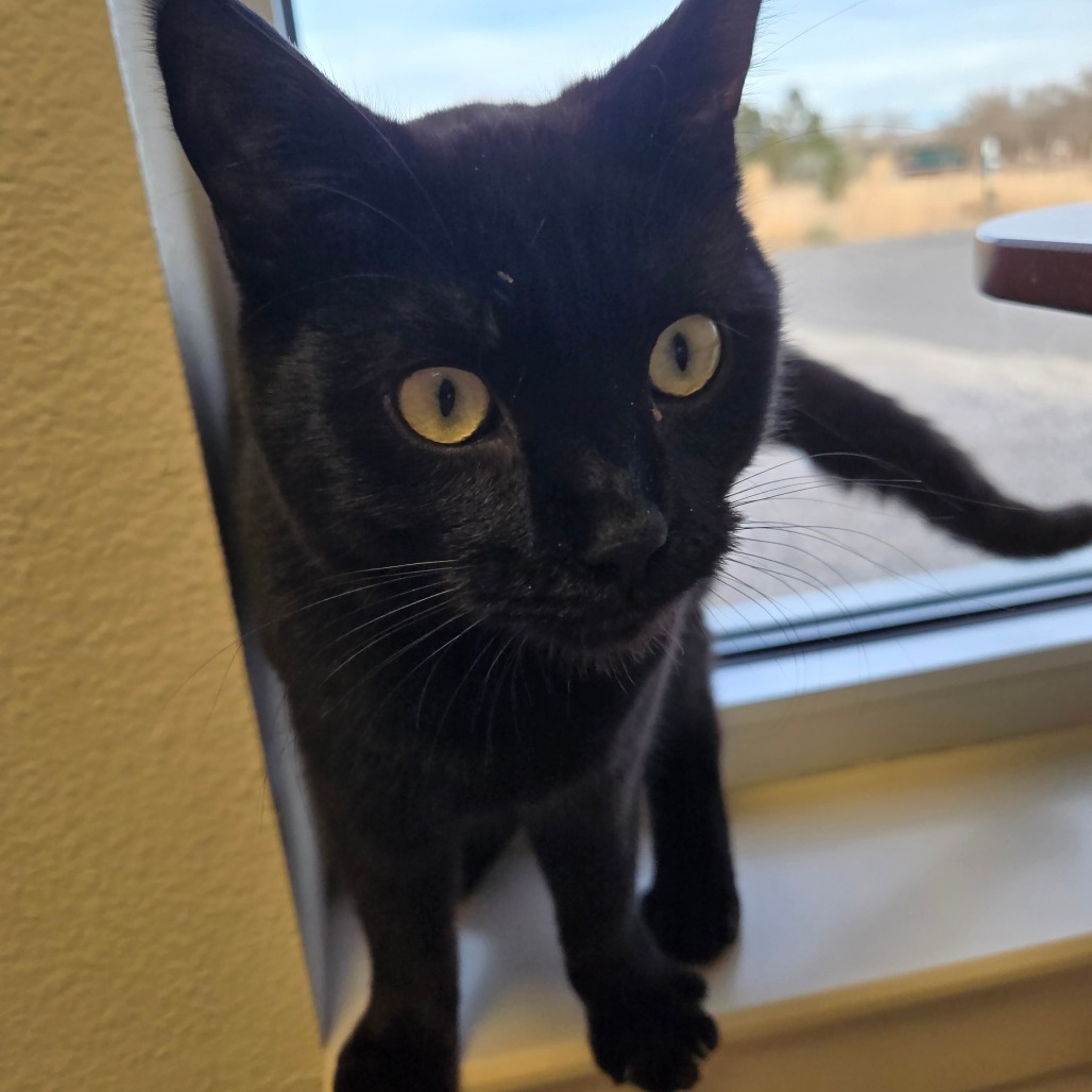 Rune, an adoptable Domestic Short Hair in Cody, WY, 82414 | Photo Image 3