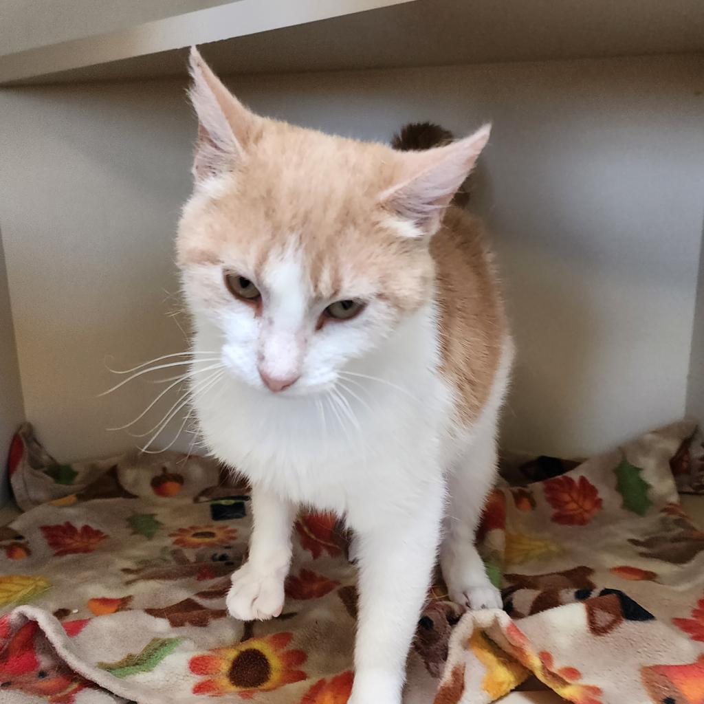 Jude, an adoptable Domestic Short Hair in Cody, WY, 82414 | Photo Image 1