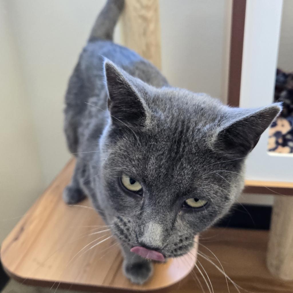 Gracie, an adoptable Domestic Short Hair in Cody, WY, 82414 | Photo Image 1