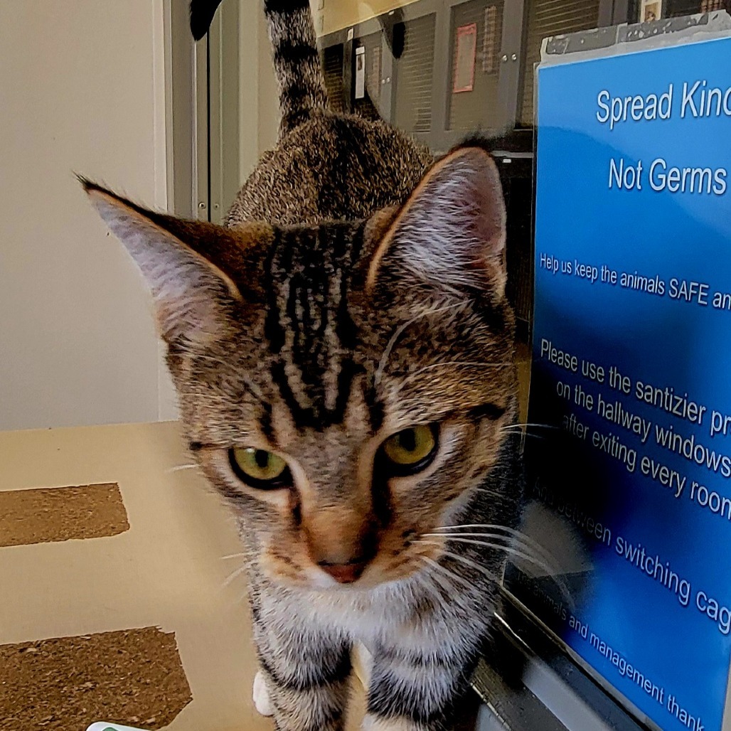 Diamond, an adoptable Domestic Short Hair in Cody, WY, 82414 | Photo Image 1