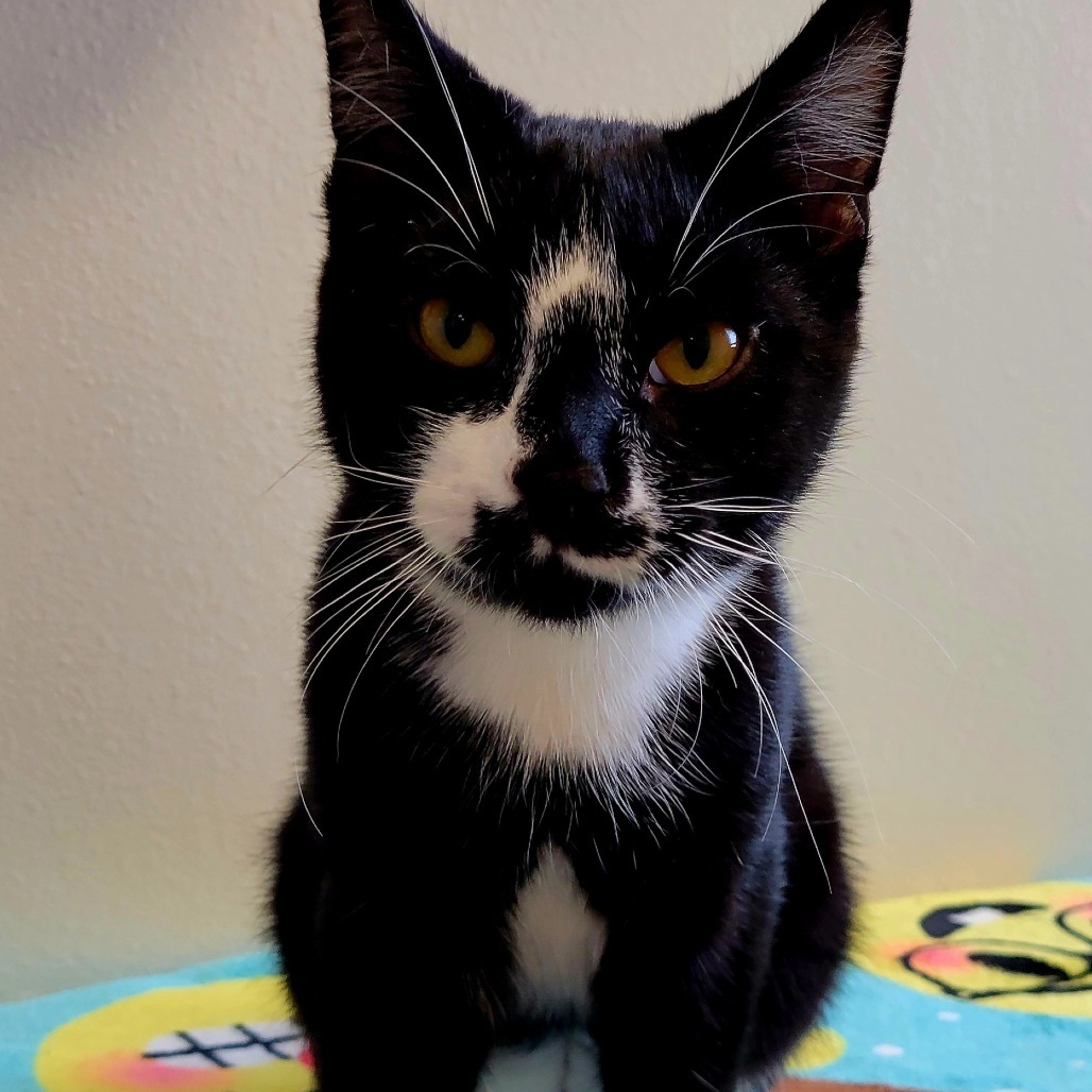 Citrine, an adoptable Domestic Short Hair in Cody, WY, 82414 | Photo Image 1