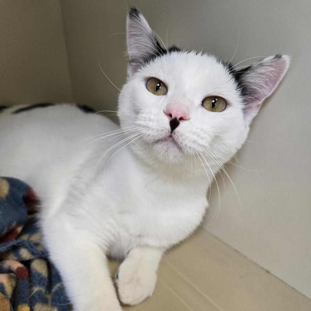 Toby, an adoptable Domestic Short Hair in Cody, WY, 82414 | Photo Image 1