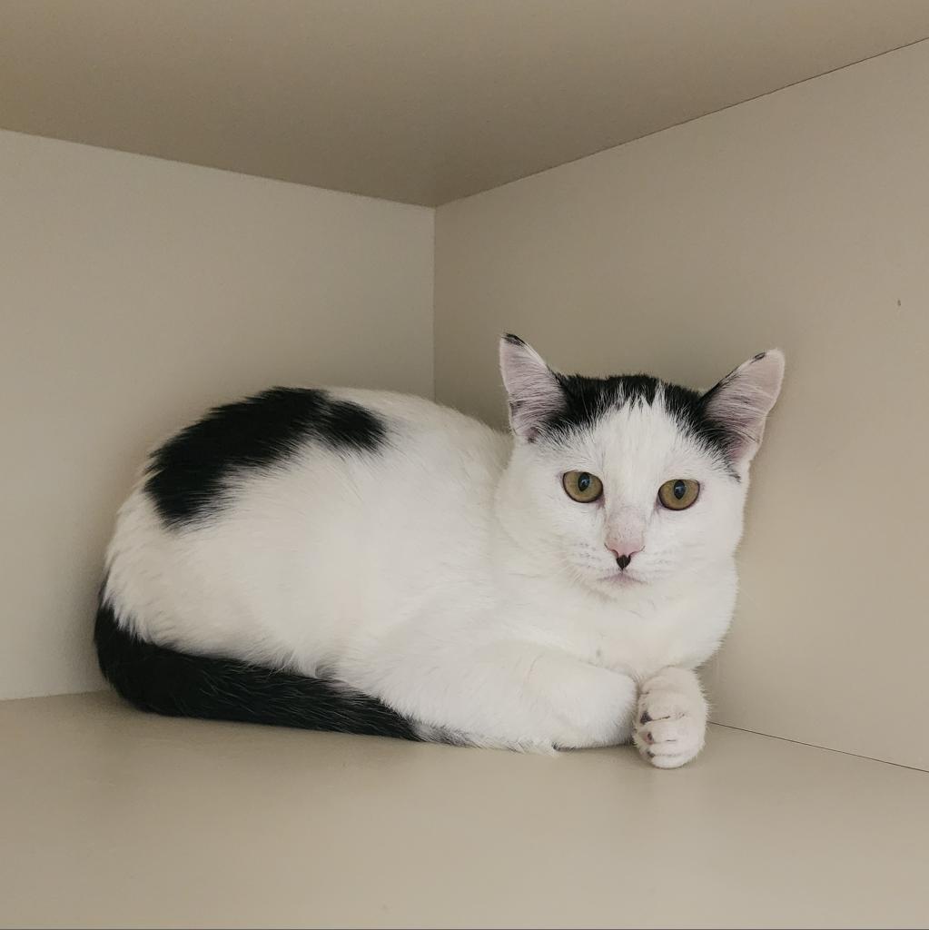 Toby, an adoptable Domestic Short Hair in Cody, WY, 82414 | Photo Image 2