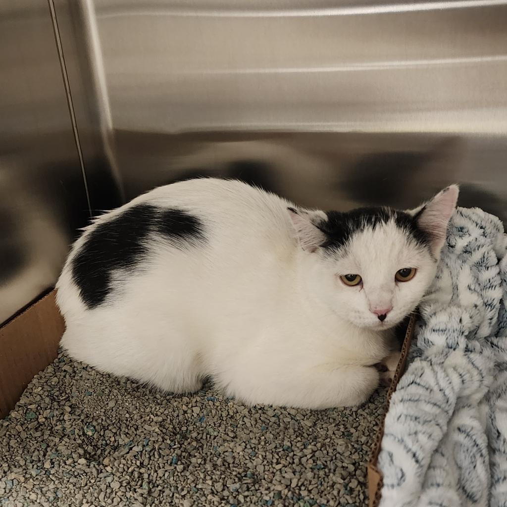 Toby, an adoptable Domestic Short Hair in Cody, WY, 82414 | Photo Image 3