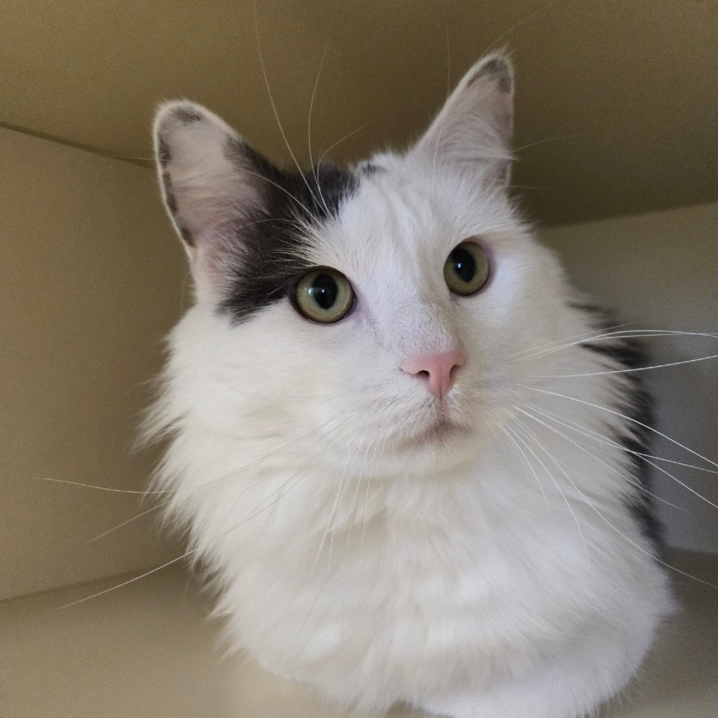 Fuzzball, an adoptable Domestic Long Hair in Cody, WY, 82414 | Photo Image 1