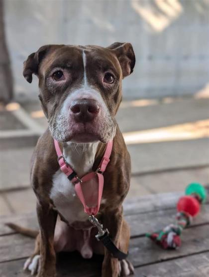 Muscle (Mousse), an adoptable Mixed Breed in Montreal, QC, H4P 1X4 | Photo Image 1