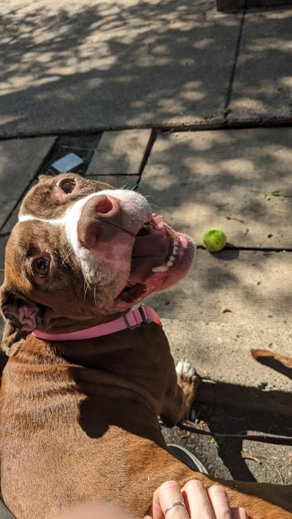 Muscle (Mousse), an adoptable Mixed Breed in Montreal, QC, H4P 1X4 | Photo Image 3