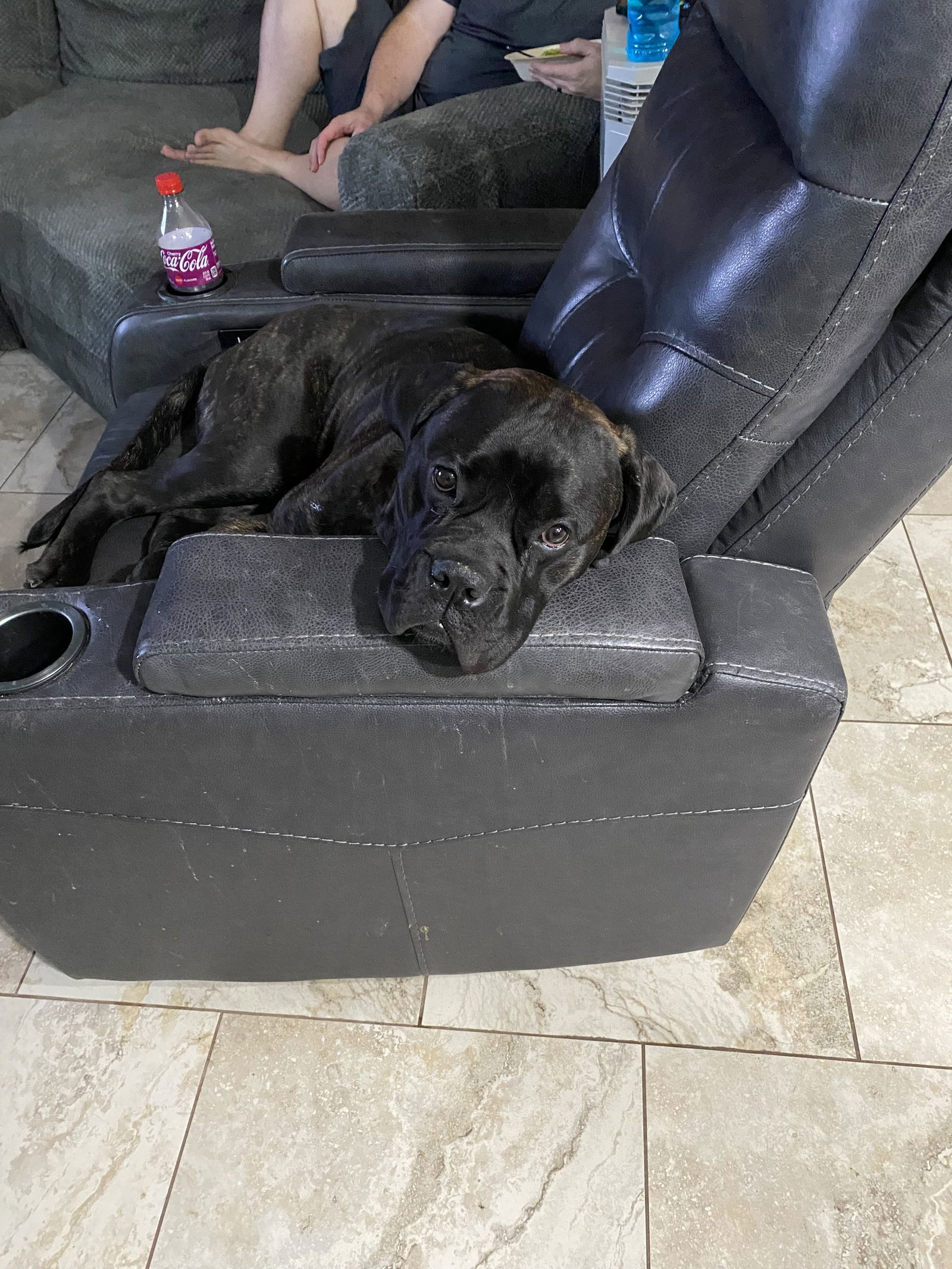 Tesla, an adoptable Bullmastiff in Glendale, AZ, 85308 | Photo Image 1