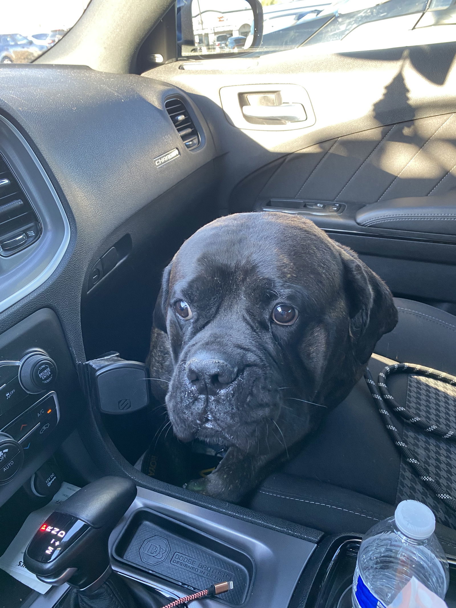 Tesla, an adoptable Bullmastiff in Glendale, AZ, 85308 | Photo Image 2