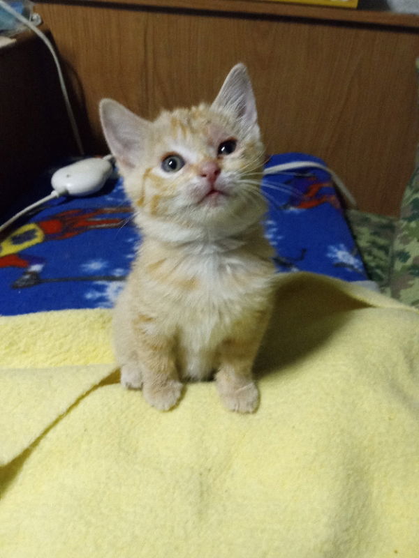 Harvest: available locally this November, an adoptable Tabby in Alturas, CA, 96101 | Photo Image 3