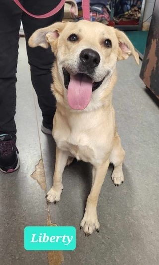 Liberty, an adoptable Labrador Retriever, Affenpinscher in Richmond, IN, 47374 | Photo Image 1