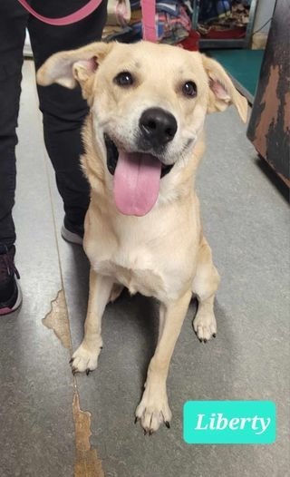 Liberty, an adoptable Labrador Retriever, Affenpinscher in Richmond, IN, 47374 | Photo Image 2