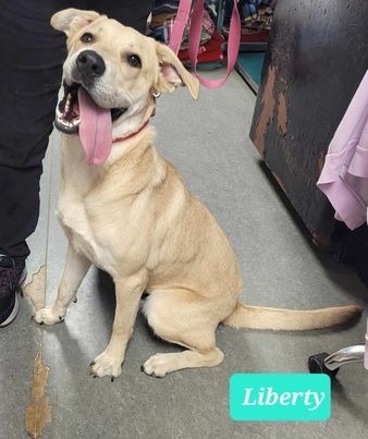 Liberty, an adoptable Labrador Retriever, Affenpinscher in Richmond, IN, 47374 | Photo Image 3