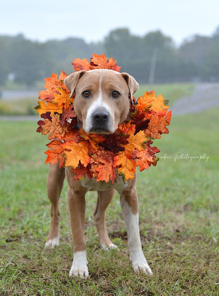 Marsh - Adoptable, an adoptable Affenpinscher, Mixed Breed in Chickamauga , GA, 30707 | Photo Image 3