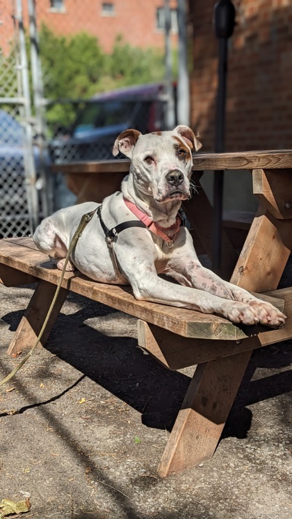 Shadow, an adoptable Mixed Breed in Montreal, QC, H4P 1X4 | Photo Image 1