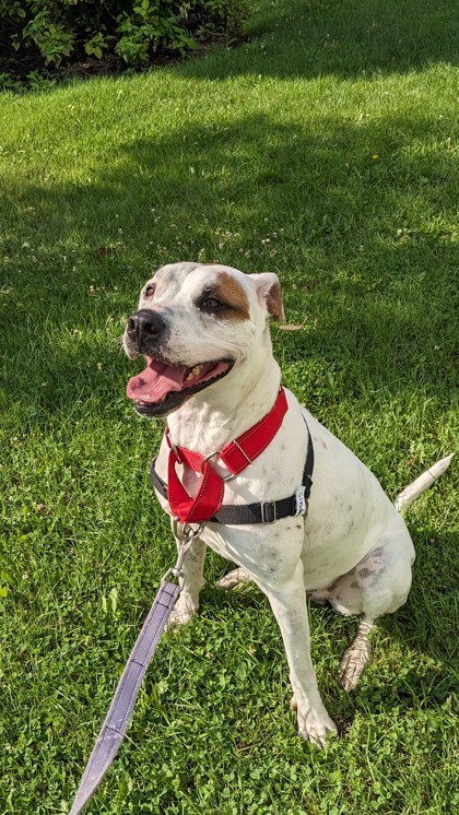 Shadow, an adoptable Mixed Breed in Montreal, QC, H4P 1X4 | Photo Image 2