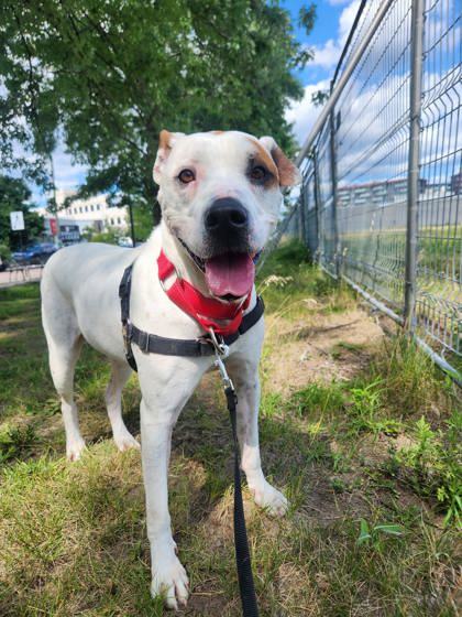 Shadow, an adoptable Mixed Breed in Montreal, QC, H4P 1X4 | Photo Image 3