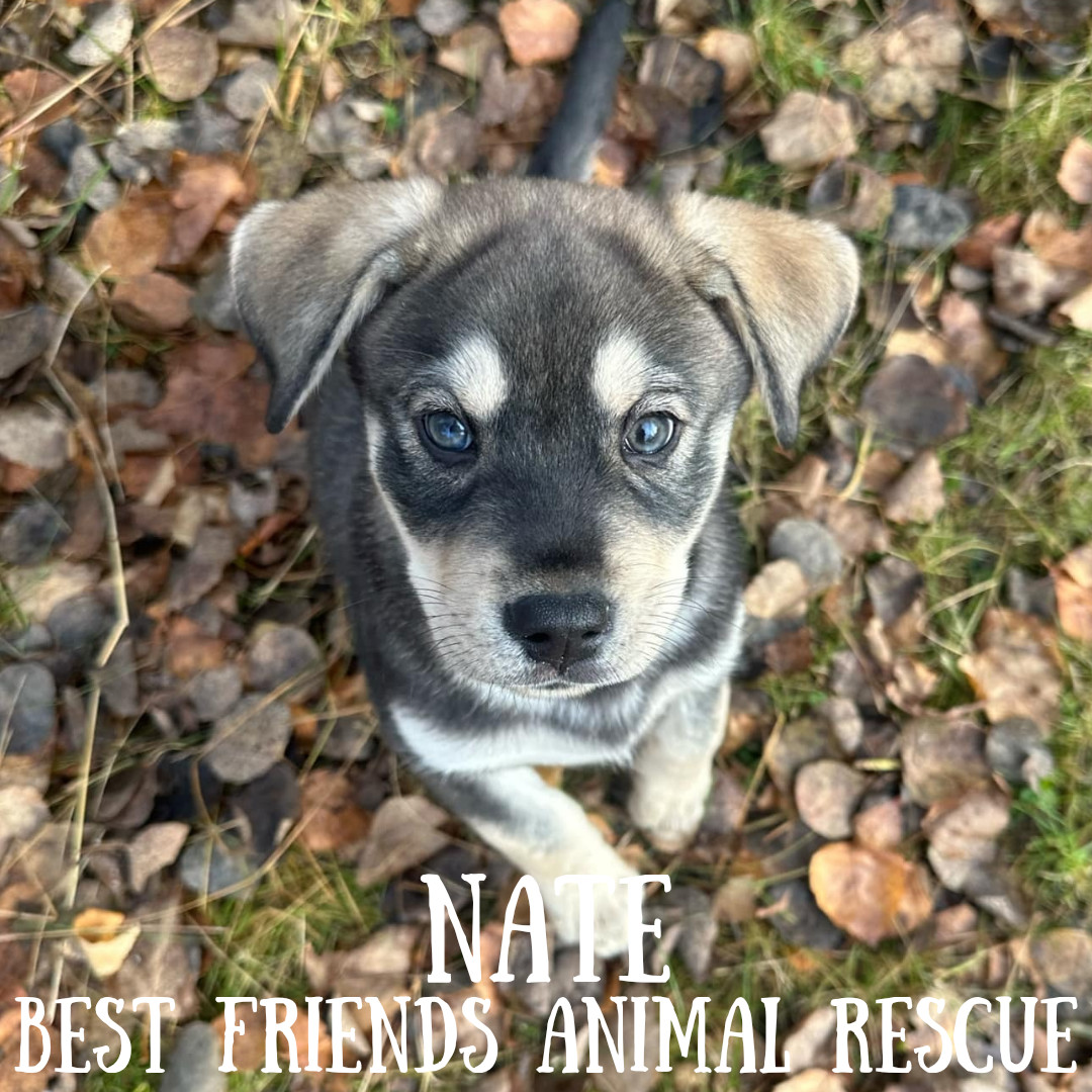 Nate, an adoptable Husky in Wasilla, AK, 99654 | Photo Image 2