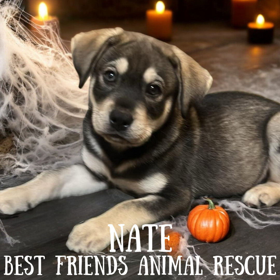 Nate, an adoptable Husky in Wasilla, AK, 99654 | Photo Image 3