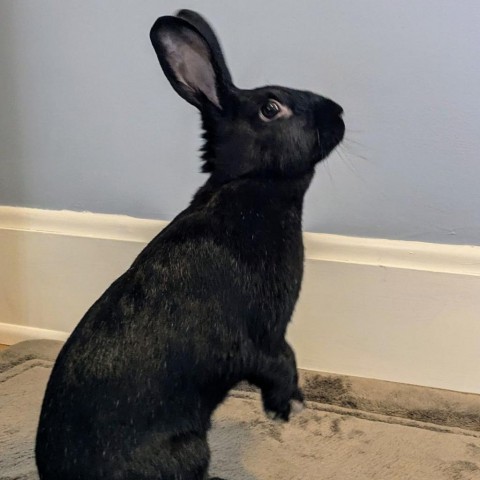 Carrot