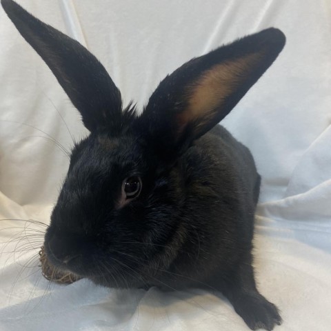 Carrot