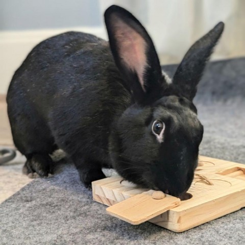 Carrot