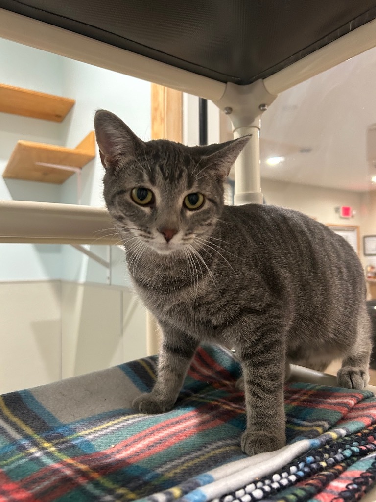 Z1 Roly / Z2 Poly, an adoptable Domestic Short Hair in Ashland, WI, 54806 | Photo Image 1