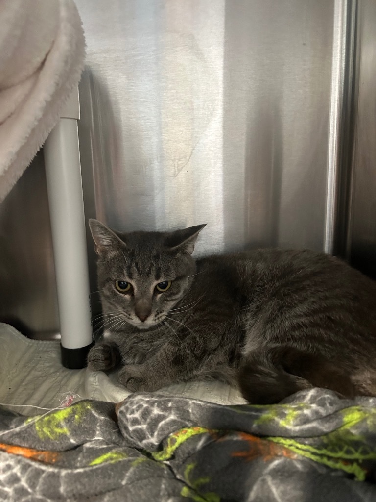 Z1 Roly / Z2 Poly, an adoptable Domestic Short Hair in Ashland, WI, 54806 | Photo Image 2