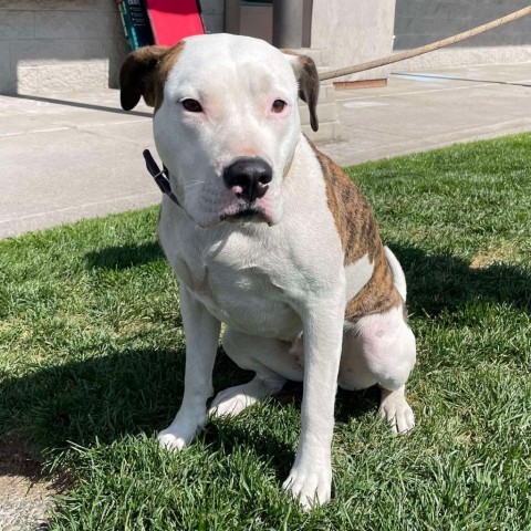 Gaia, an adoptable American Staffordshire Terrier, Boxer in Bend, OR, 97702 | Photo Image 1