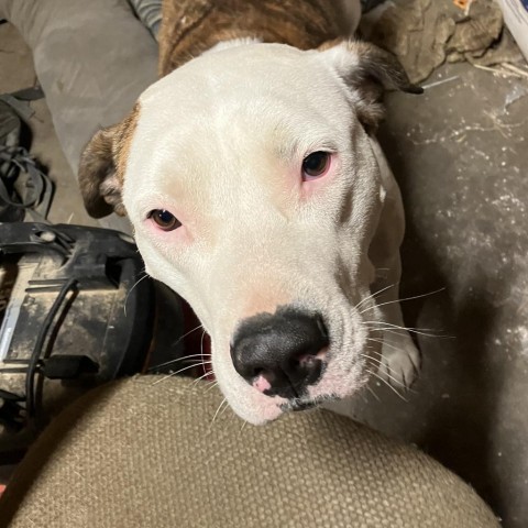 Gaia, an adoptable American Staffordshire Terrier, Boxer in Bend, OR, 97702 | Photo Image 4