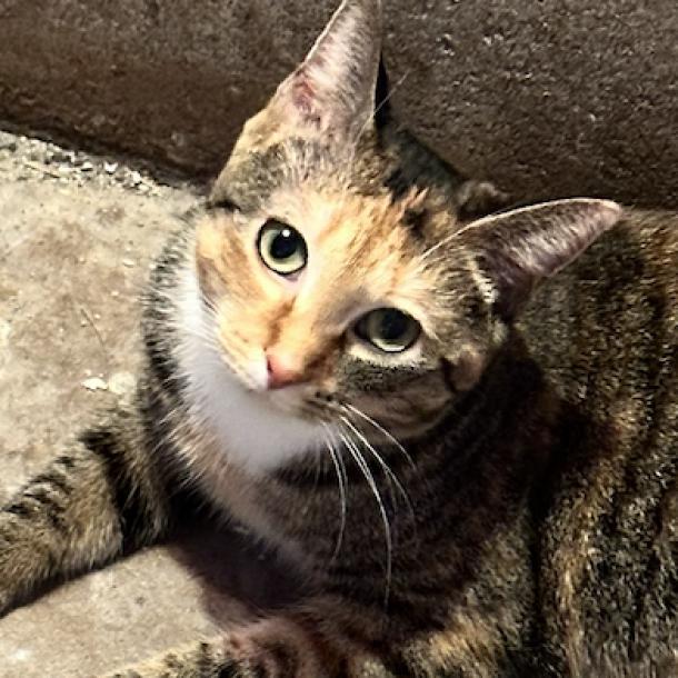 Poppy the cat, an adoptable Domestic Medium Hair in Baldwin, WI, 54002 | Photo Image 2