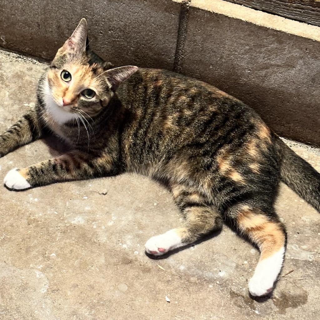 Poppy the cat, an adoptable Domestic Medium Hair in Baldwin, WI, 54002 | Photo Image 3