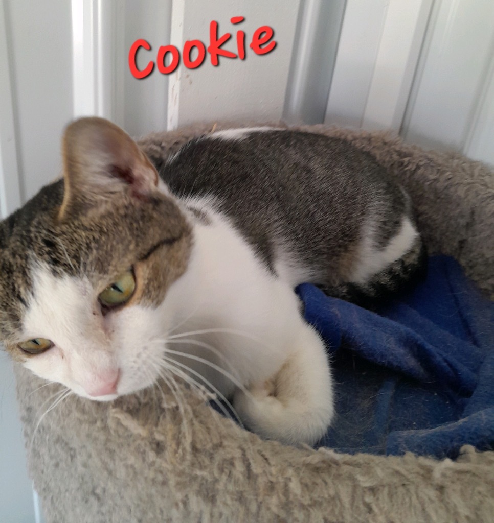 Cookie