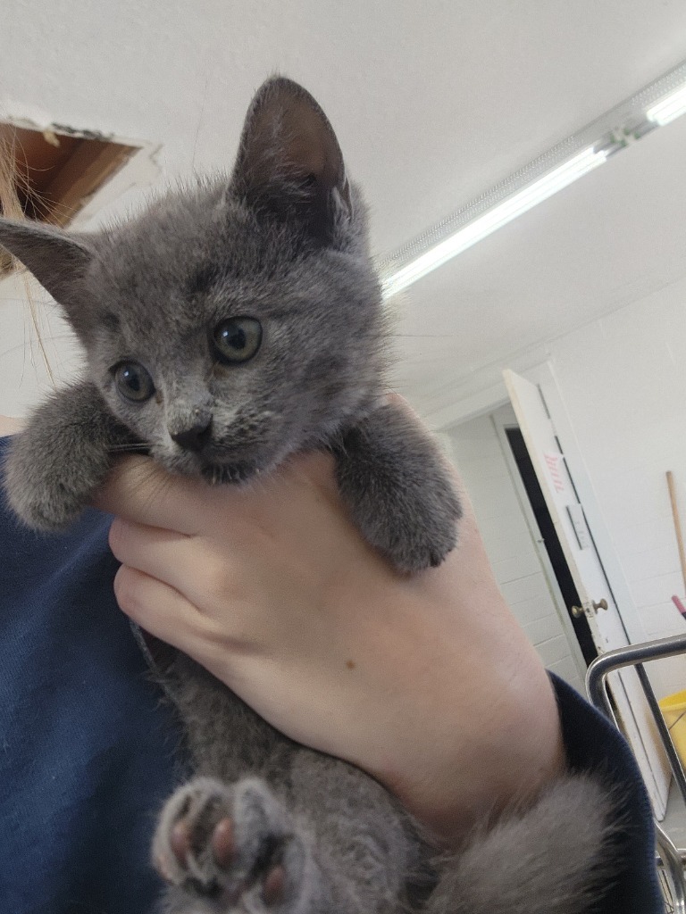 Silver, an adoptable Domestic Short Hair in Brownwood, TX, 76801 | Photo Image 1