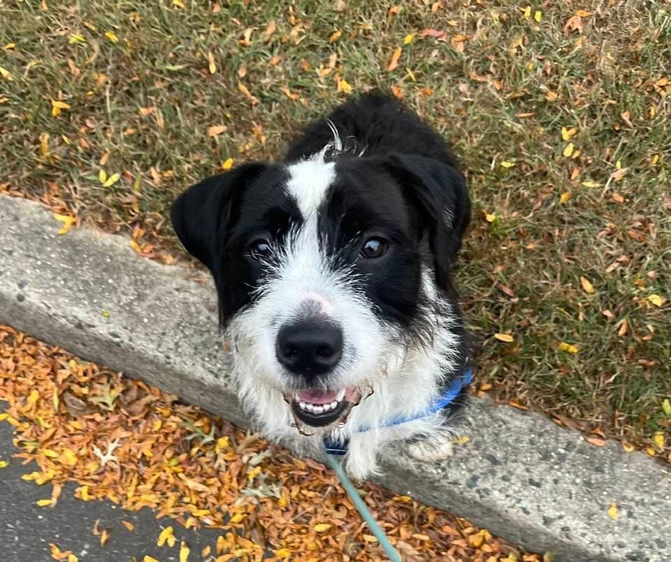 Basil
