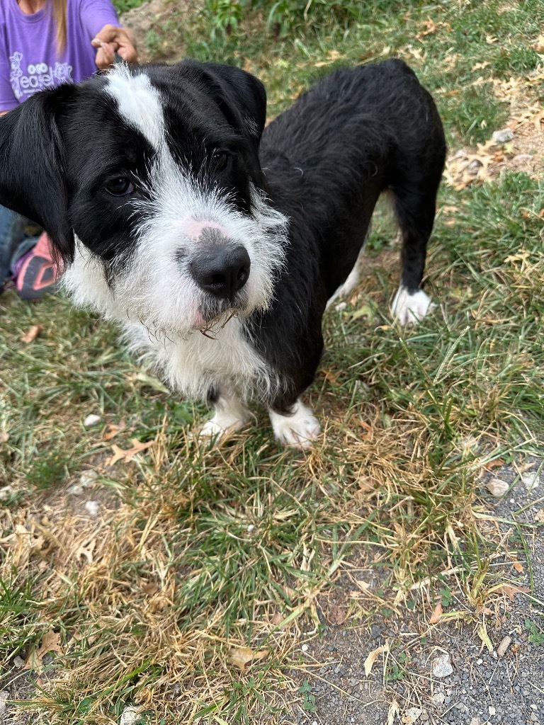 Basil