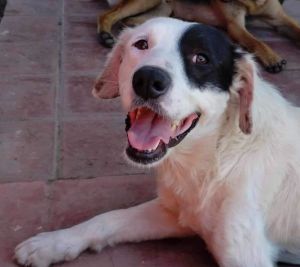 Sam, Adult Male Border Collie