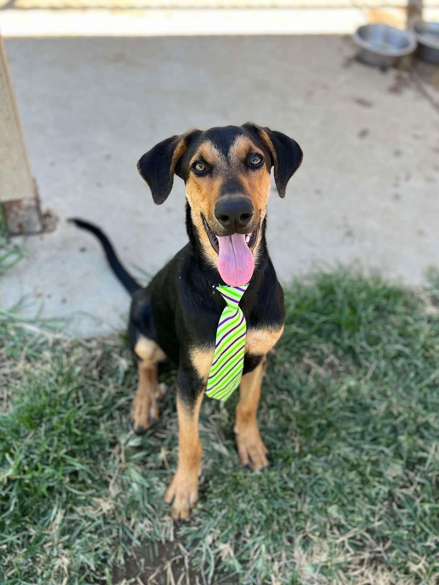 Galileo, an adoptable Beauceron in Seattle, WA, 98165 | Photo Image 1