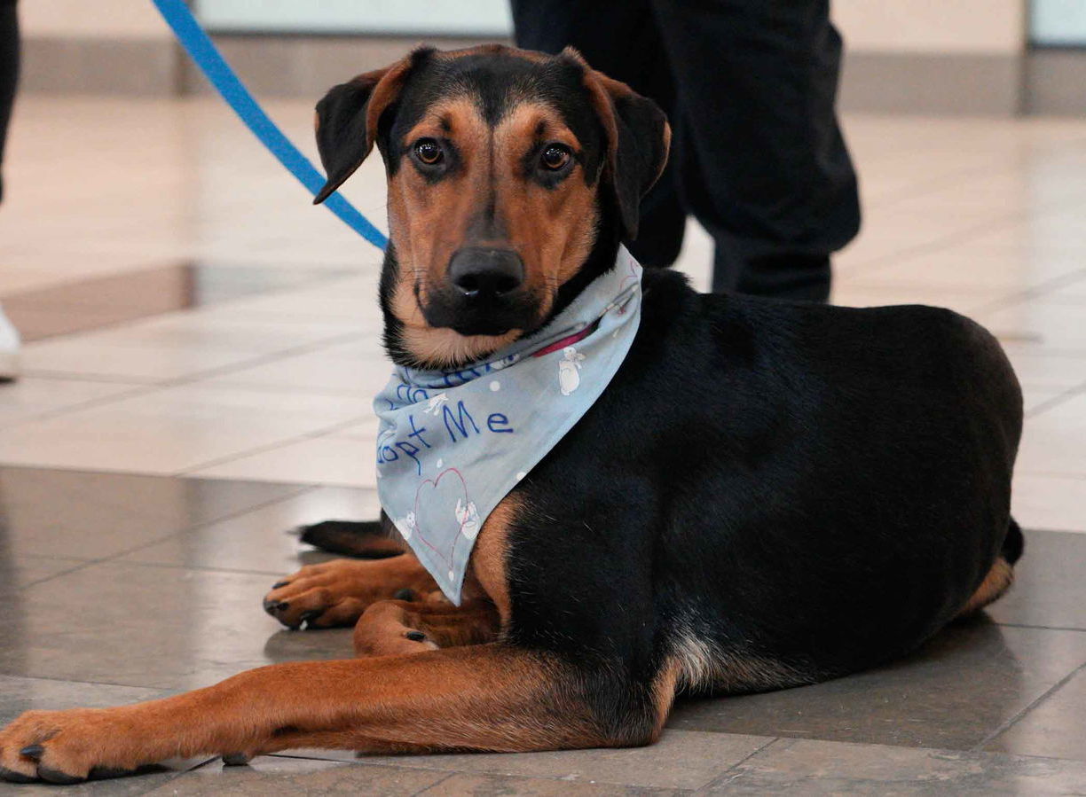 Galileo, an adoptable Beauceron in Seattle, WA, 98165 | Photo Image 1